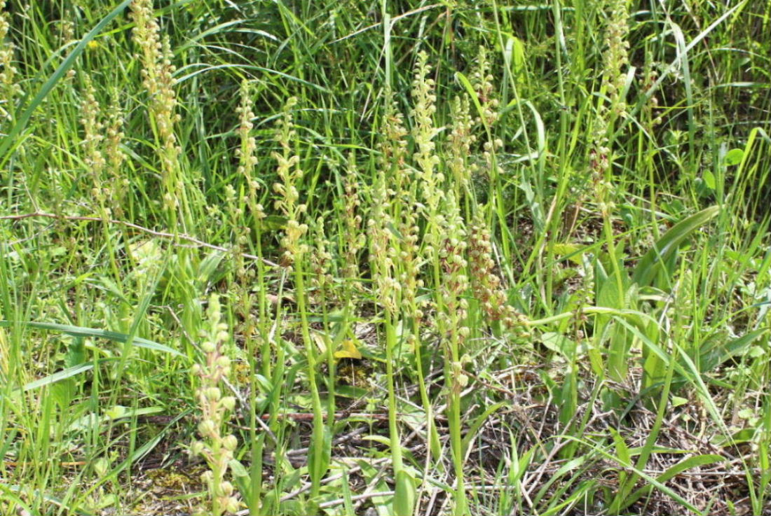 Orchidee dell''Imperiese
